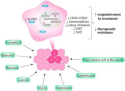 Therapy-resistant breast cancer in focus: Clinically relevant mitigation by flavonoids targeting cancer stem cells